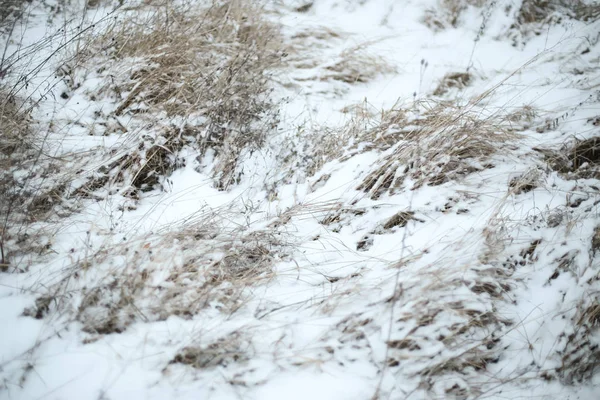 Erba secca in inverno — Foto Stock