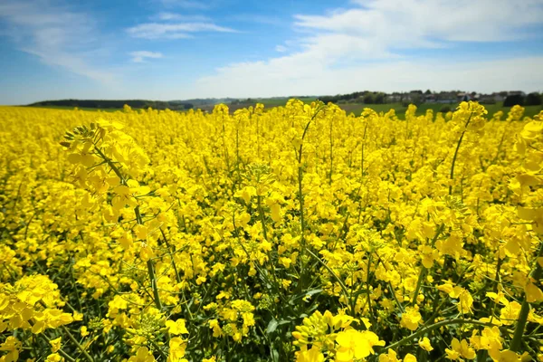 Fields in Germany — Stock Photo, Image