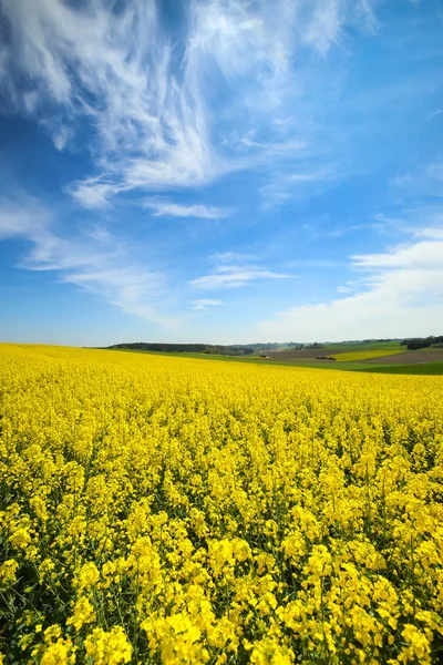 Fields in Germany — Stock Photo, Image