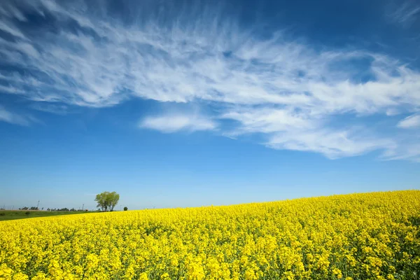 Fields in Germany — Stock Photo, Image