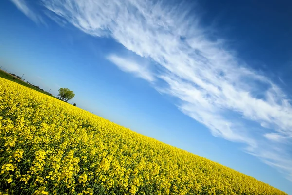 Fields in Germany — Stock Photo, Image