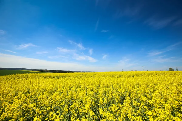 Fields in Germany — Stock Photo, Image