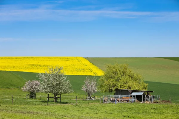 Fields in Germany — Stock Photo, Image