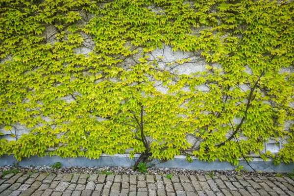 잎이 잔디 벽 — 스톡 사진
