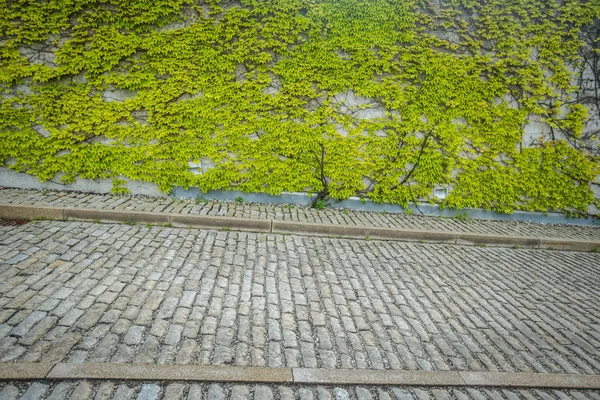 Parete di erba foglia — Foto Stock