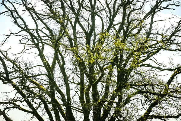 Árvore sob paisagem nublada — Fotografia de Stock