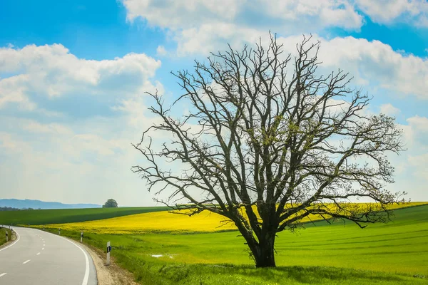 Bayerns åkrar — Stockfoto