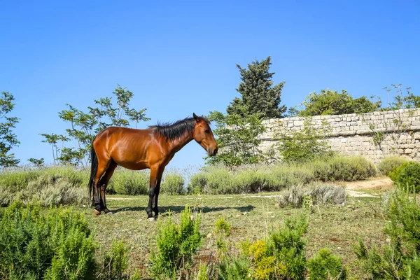 Horse on Srd hill — Stock Photo, Image