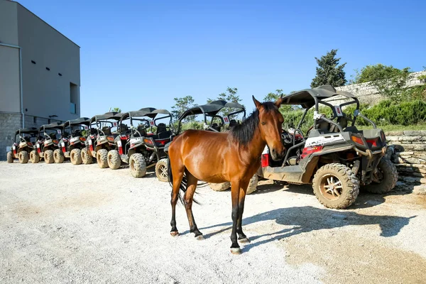 Horse on Srd hill — Stock Photo, Image