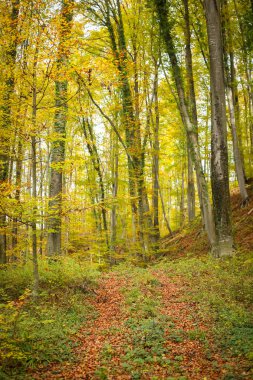 Sonbahar ormanlarında yol