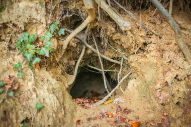 Hayvan yuva ormanda kazdık