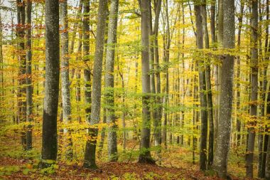 Sonbaharda kayın ormanı