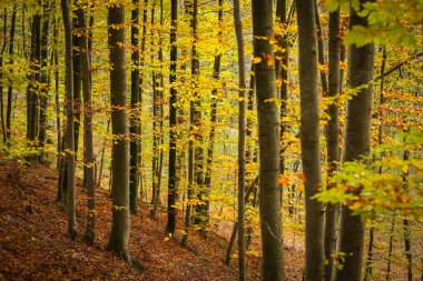 Sonbaharda kayın ormanı