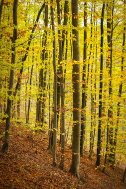 Sonbaharda kayın ormanı