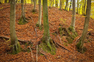 Ormanda kayın ağaç gövdeleri