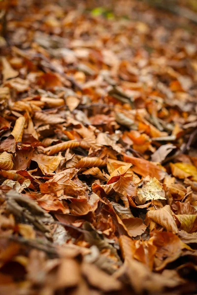 Feuilles au sol dans la forêt — Photo