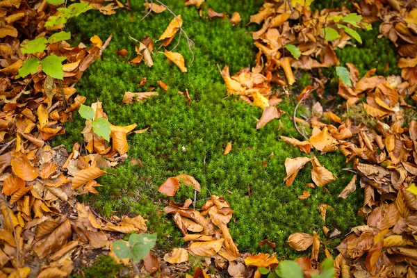 Moss en el bosque —  Fotos de Stock