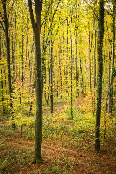 Las bukowy jesienią — Zdjęcie stockowe