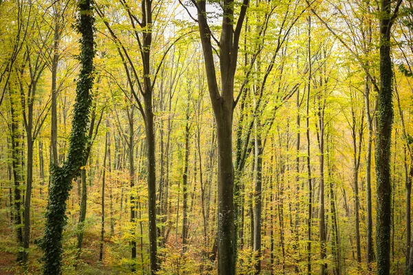 Floresta de faia no outono — Fotografia de Stock