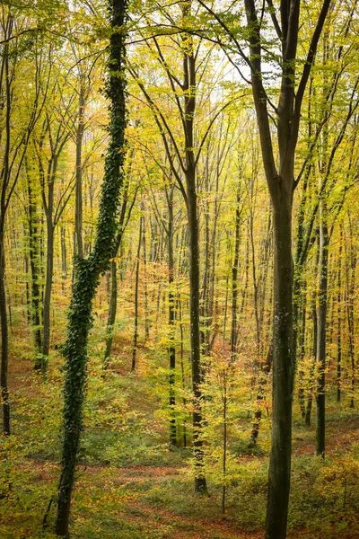 Δάσος οξιάς το φθινόπωρο — Φωτογραφία Αρχείου