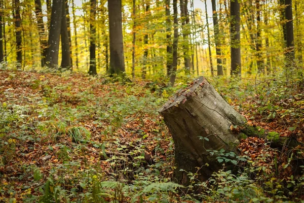 Tronco de árvore cortada na floresta — Fotografia de Stock