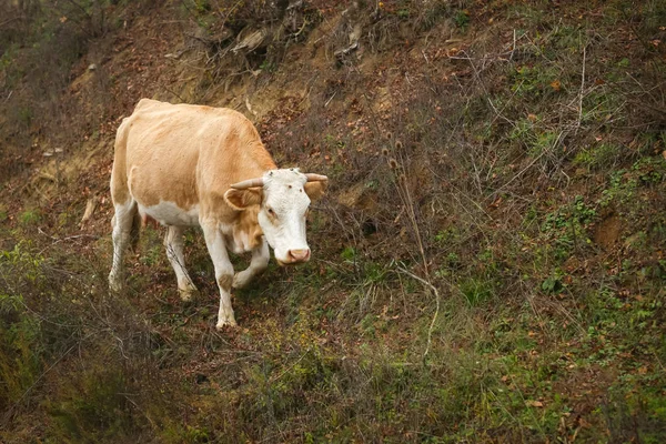 Kráva v krajině — Stock fotografie