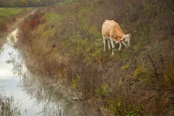 Koe in platteland — Stockfoto