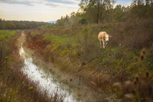 Koe in platteland — Stockfoto