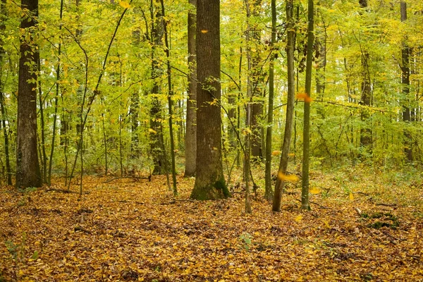 Δάσος το φθινόπωρο — Φωτογραφία Αρχείου