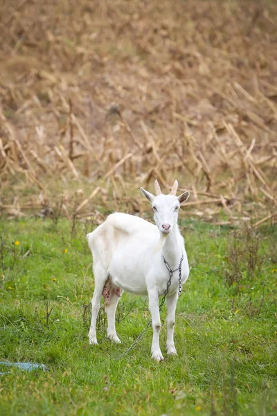 Ziege auf der Weide — Stockfoto