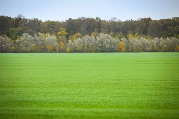 Green field of young grain — Stock Photo, Image