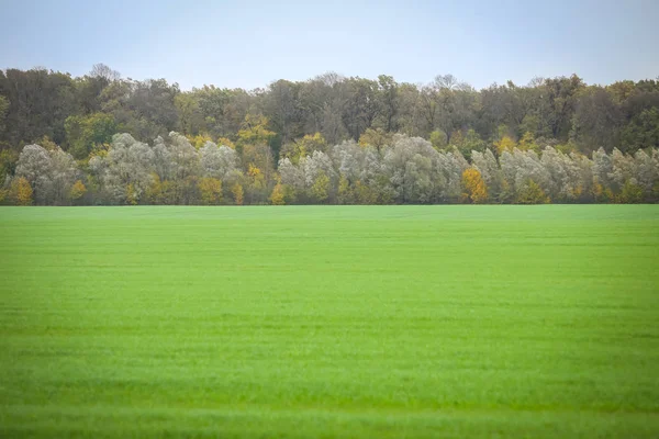 Green field of young grain — Stock Photo, Image