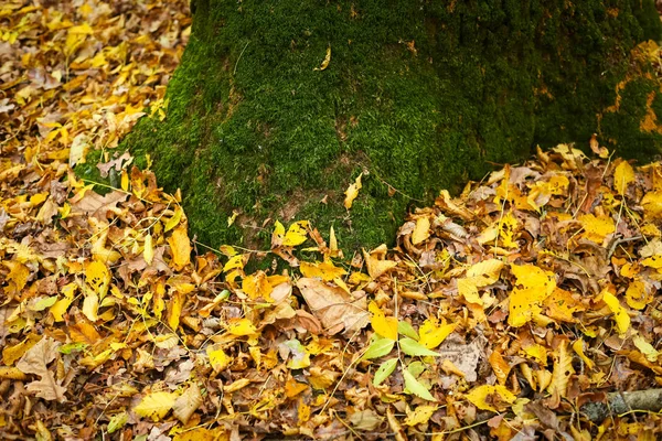 Moss en el árbol en otoño —  Fotos de Stock
