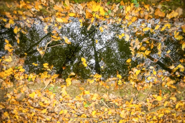 Spiegelung in der Pfütze — Stockfoto