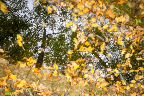 Réflexion dans la flaque — Photo