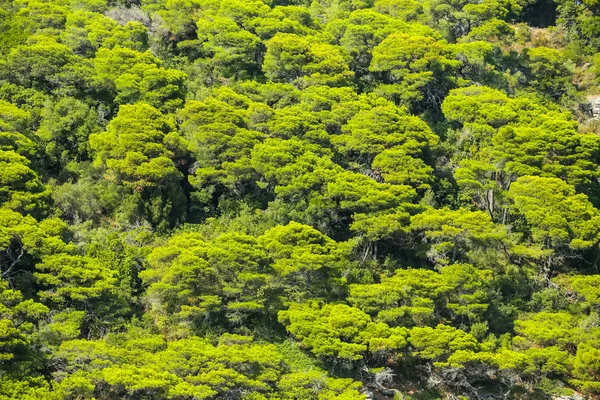 Letecký pohled na zelené vrcholky stromů — Stock fotografie