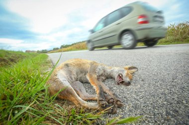 Dead fox beside road clipart