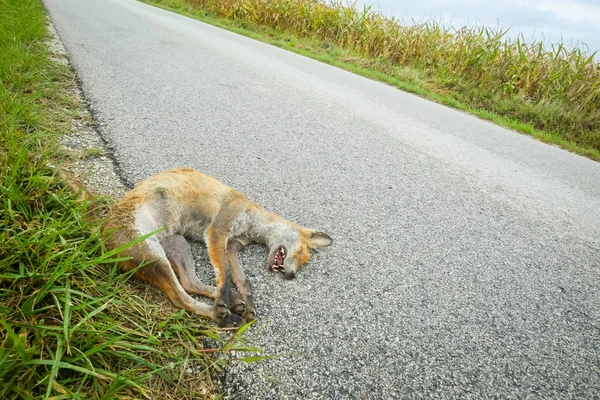 Mrtvá liška vedle silnice — Stock fotografie