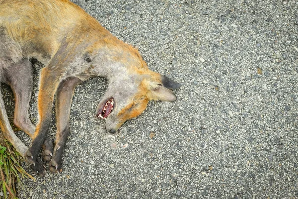 Mrtvá liška vedle silnice — Stock fotografie