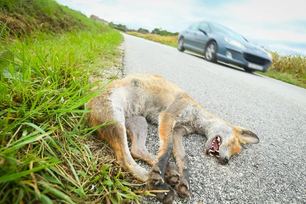 Yol yanında ölü fox