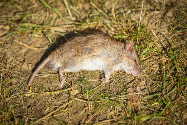 Mrtvou myš na zem — Stock fotografie