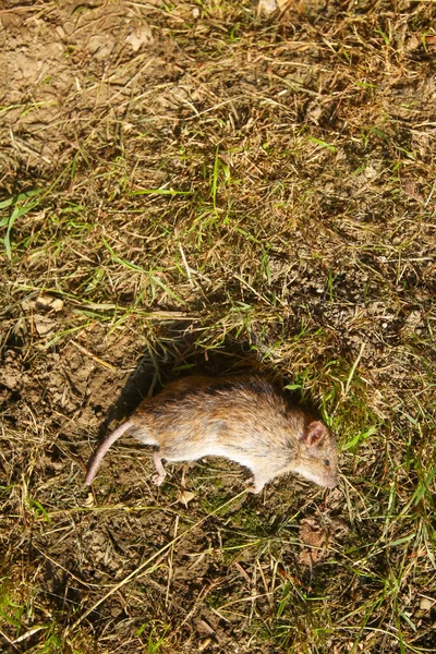 Död mus på marken — Stockfoto
