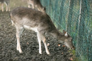 Karaca, esaret içinde