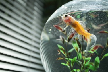 kabın içinde akvaryum balığı