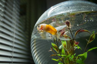 kabın içinde akvaryum balığı