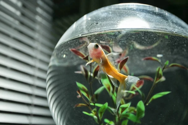 Goldfish in bowl — Stock Photo, Image