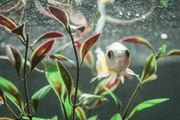 kabın içinde akvaryum balığı