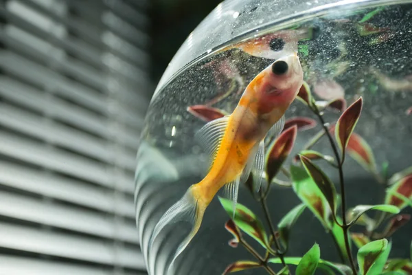 Goldfish in bowl — Stock Photo, Image