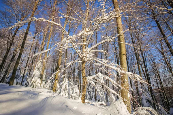 Hiver dans la forêt — Photo