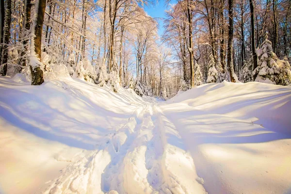Tél az erdőben — Stock Fotó